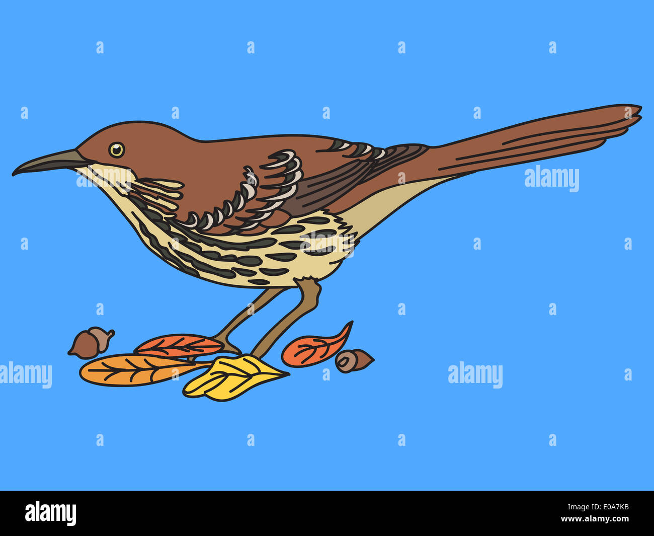 Brown Thrasher bird illustration Stock Photo