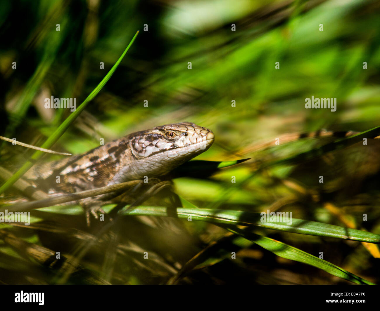 Alligator lizard, Elgaria coerulea coerulea, San Francisco, California, USA Stock Photo