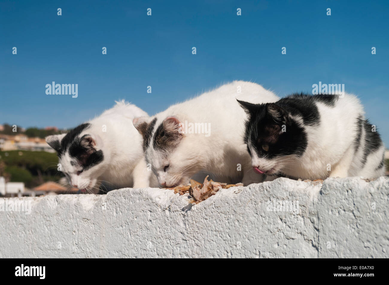 Feral cats on the marina wall at Cabopino, Costa del Sol, Spain Stock Photo