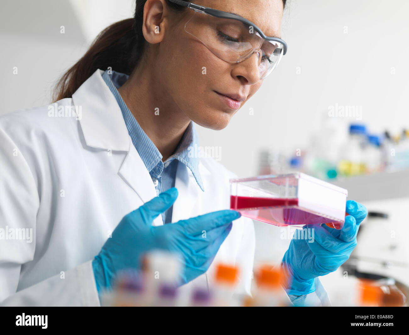 Cell biologist holding a flask containing stem cells, cultivated in red growth medium, to investigate diseases Stock Photo