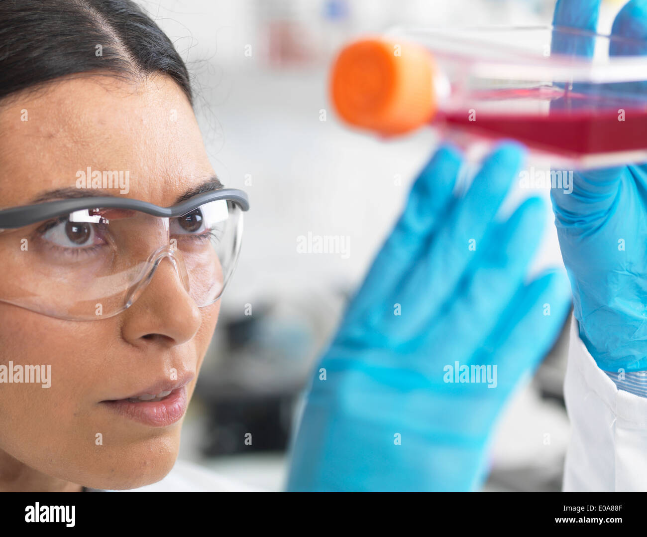 Close up of cell biologist holding a flask containing stem cells, cultivated in red growth medium, to investigate disease Stock Photo