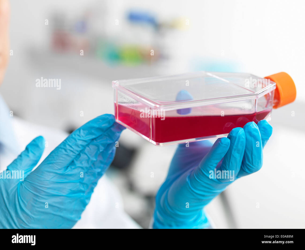 Hands of cell biologist holding a flask containing stem cells, cultivated in red growth medium, to investigate disease Stock Photo