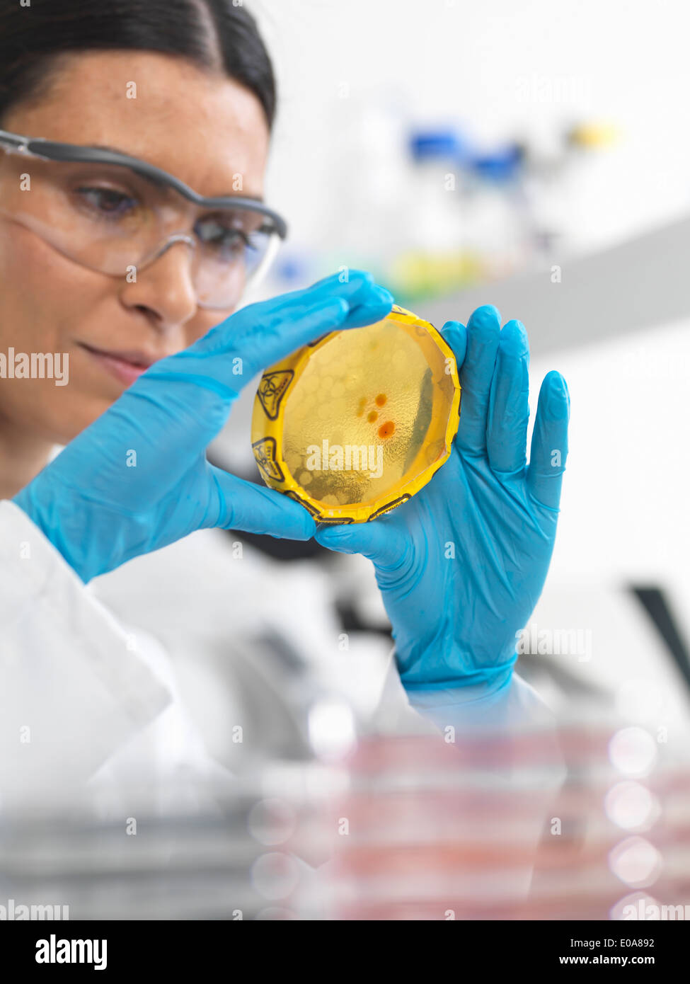 Close up of female scientist viewing cultures growing in petri dishes with a biohazard tape on in a microbiology lab Stock Photo