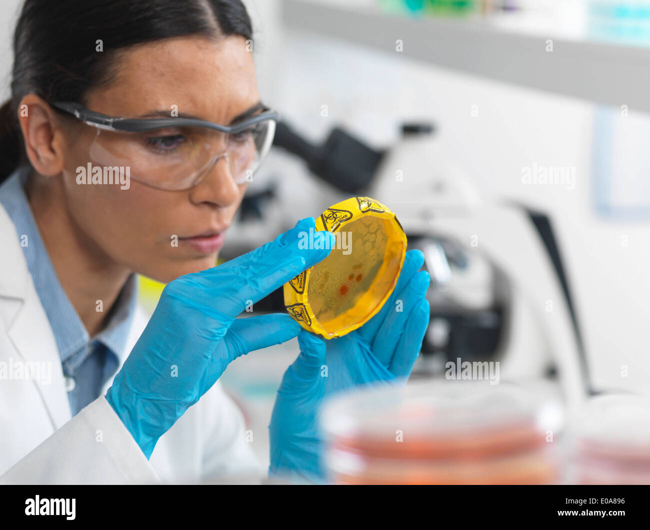 Female scientist viewing cultures growing in petri dishes with a biohazard tape on in a microbiology lab Stock Photo