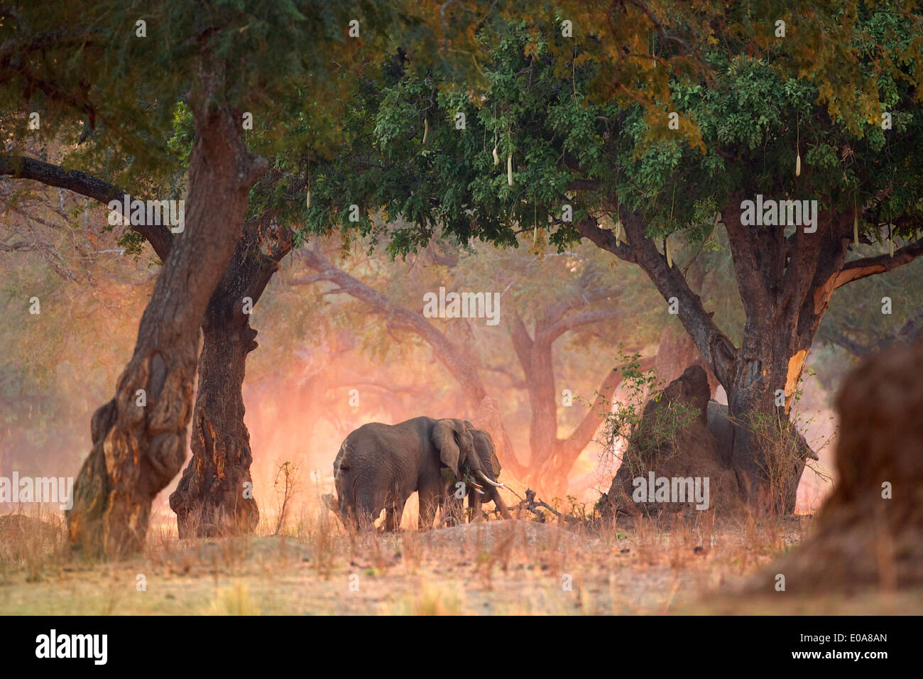 Elephants - Loxodonta africana - in Acacia and Sausage Tree woodlands at dawn, Mana Pools National Park, Zimbabwe Stock Photo