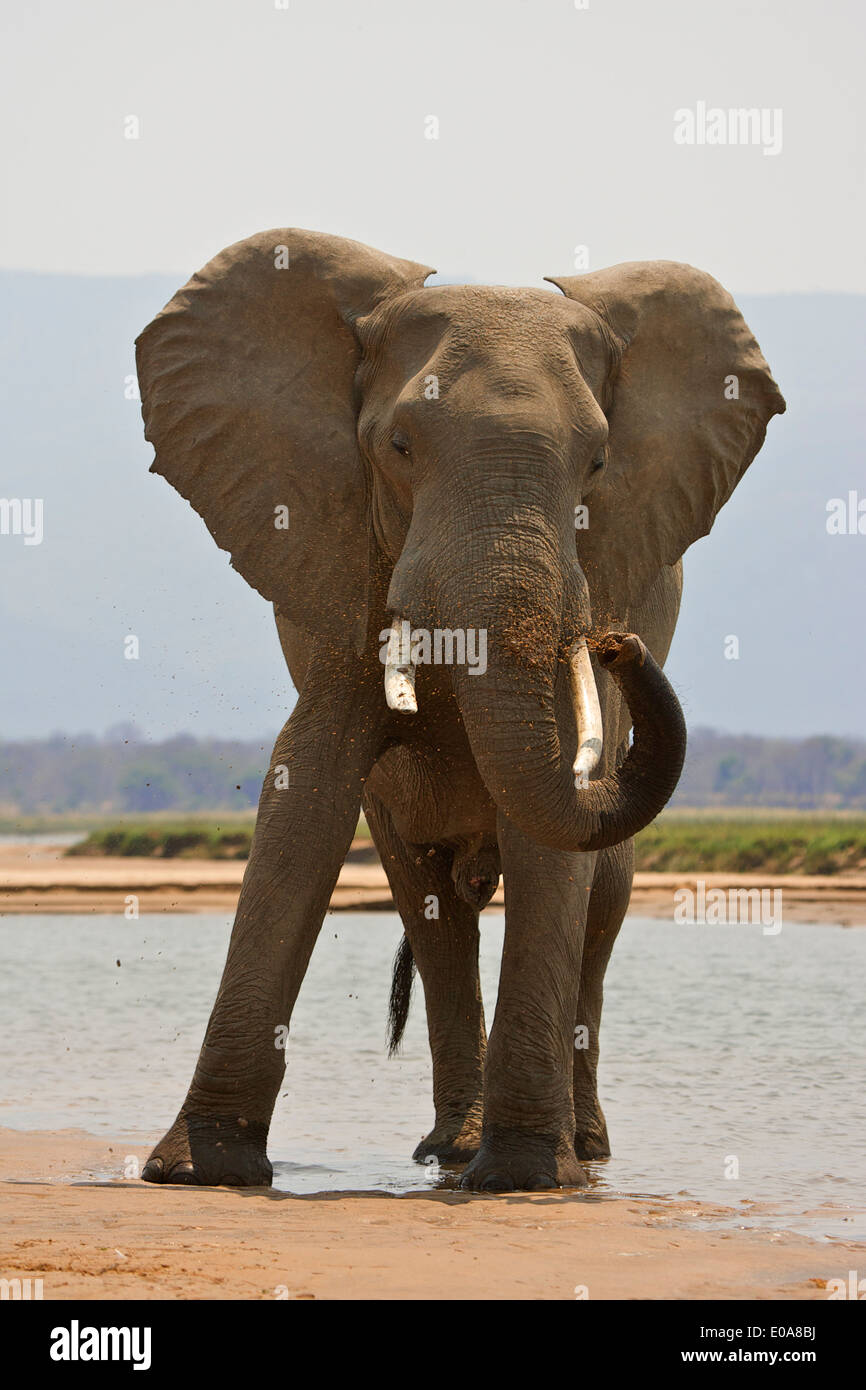 Elephant bull - Loxodonta africana - spraying sand by Zambezi River, Mana Pools National Park, Zimbabwe Stock Photo
