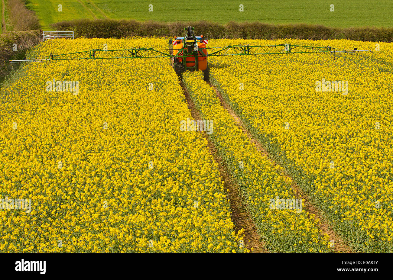 Farmer spraying his rape seed crop also known as canola and increasingly used for bio fuel production Stock Photo