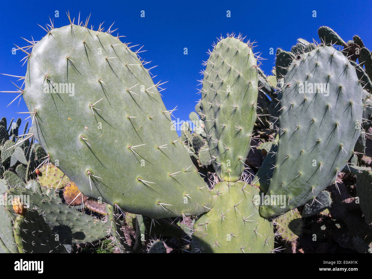 Close up of a prickly pear cactus, Opuntia ficus-indica, showing its pads and spines. Stock Photo