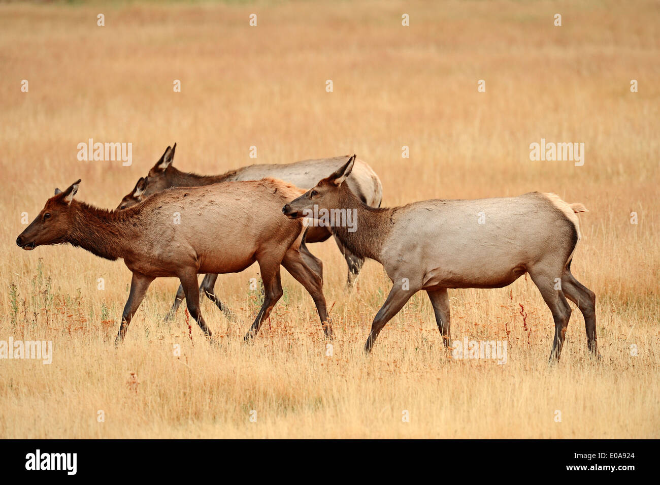 Wapiti or Elk (Cervus canadensis, Cervus elaphus canadensis), females, Yellowstone national park, Wyoming, USA Stock Photo