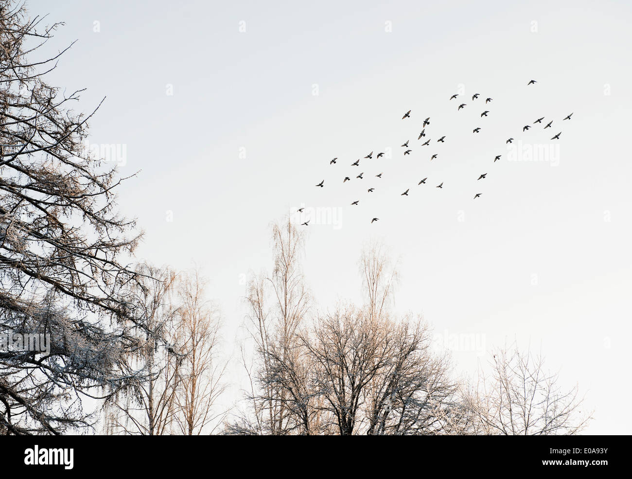 Flock of birds flying over snow-covered trees Stock Photo