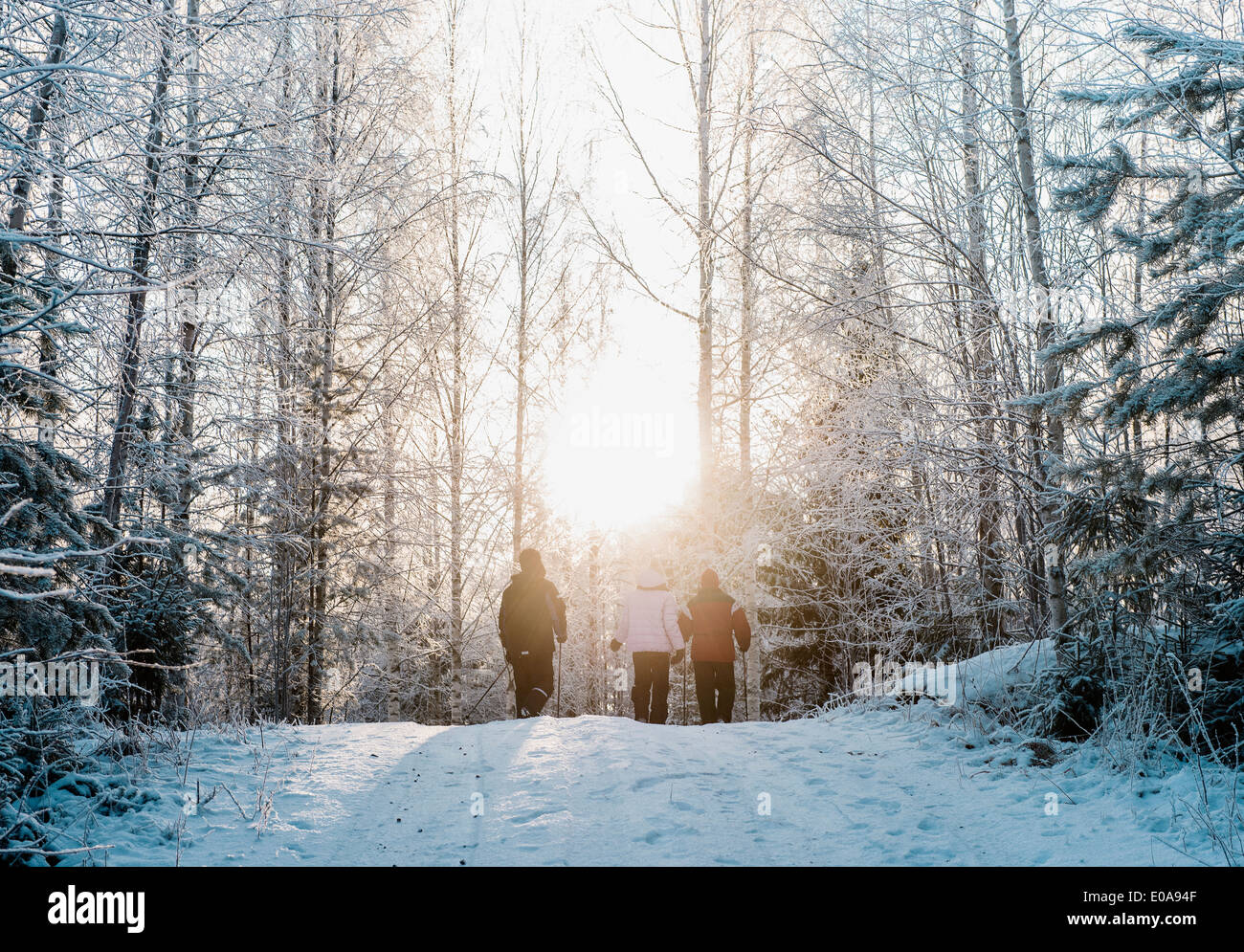 Three people nordic walking in snow covered forest Stock Photo