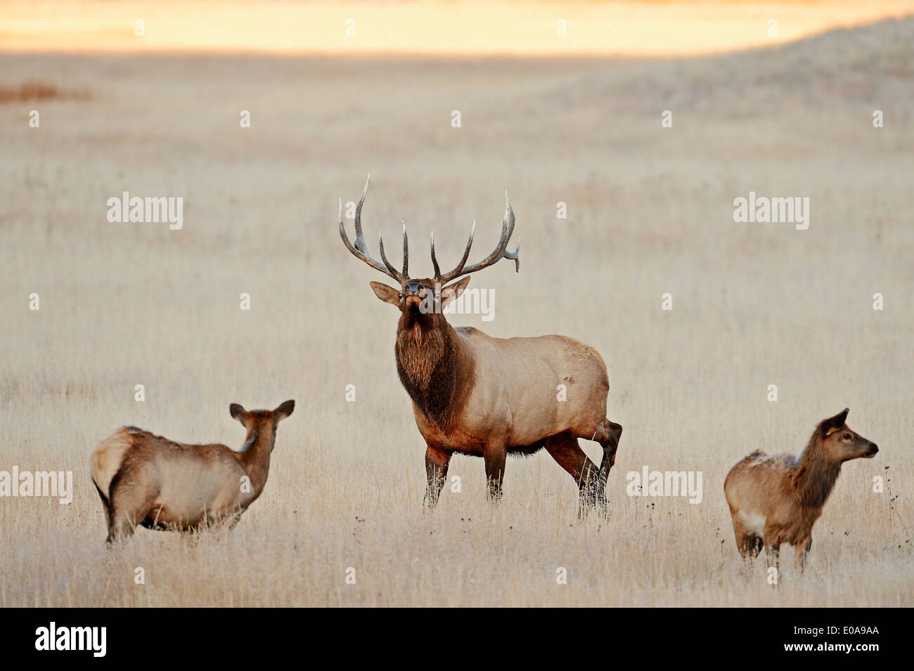Wapiti or Elk (Cervus canadensis, Cervus elaphus canadensis), male and females in rut, Yellowstone national park, Wyoming, USA Stock Photo
