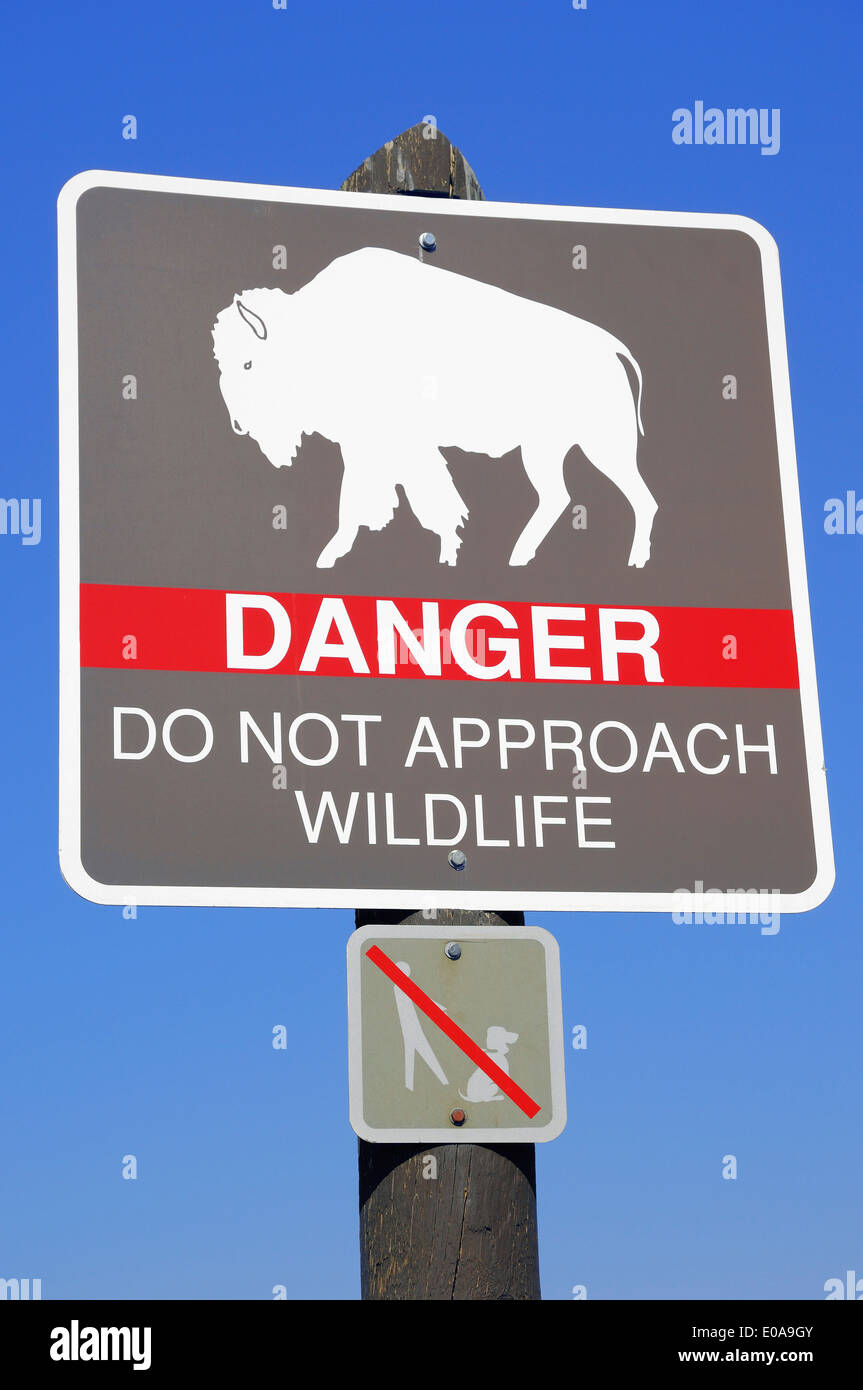 Sign with a American Bison and information text Danger Do not approach Wildlife, Upper Geyser Basin Stock Photo