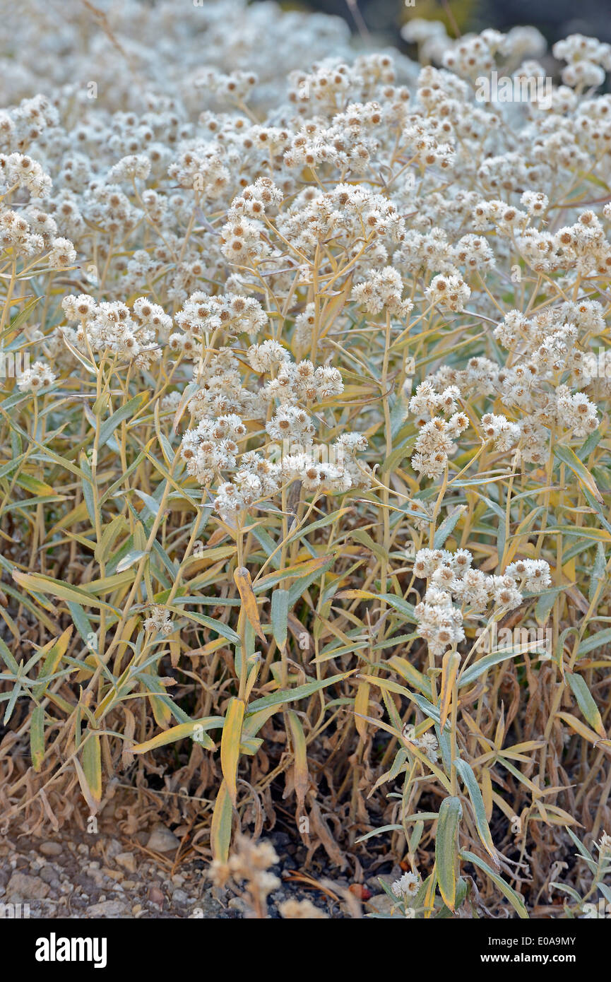 Pearly Everlasting (Anaphalis margaritacea), Yellowstone national park, Wyoming, USA Stock Photo