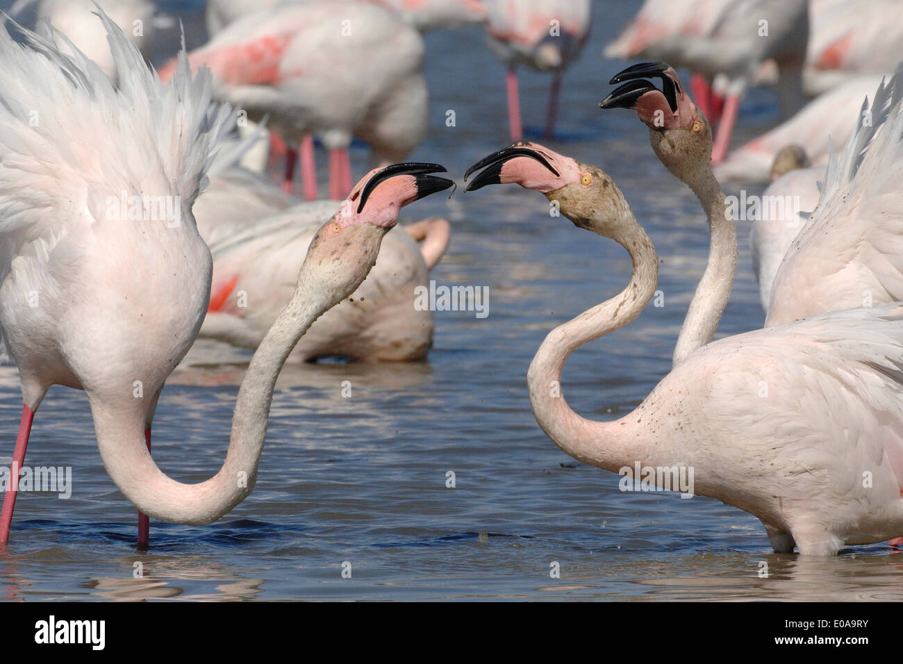 Greater Flamingos Phoenicopterus roseus Camargue France Stock Photo
