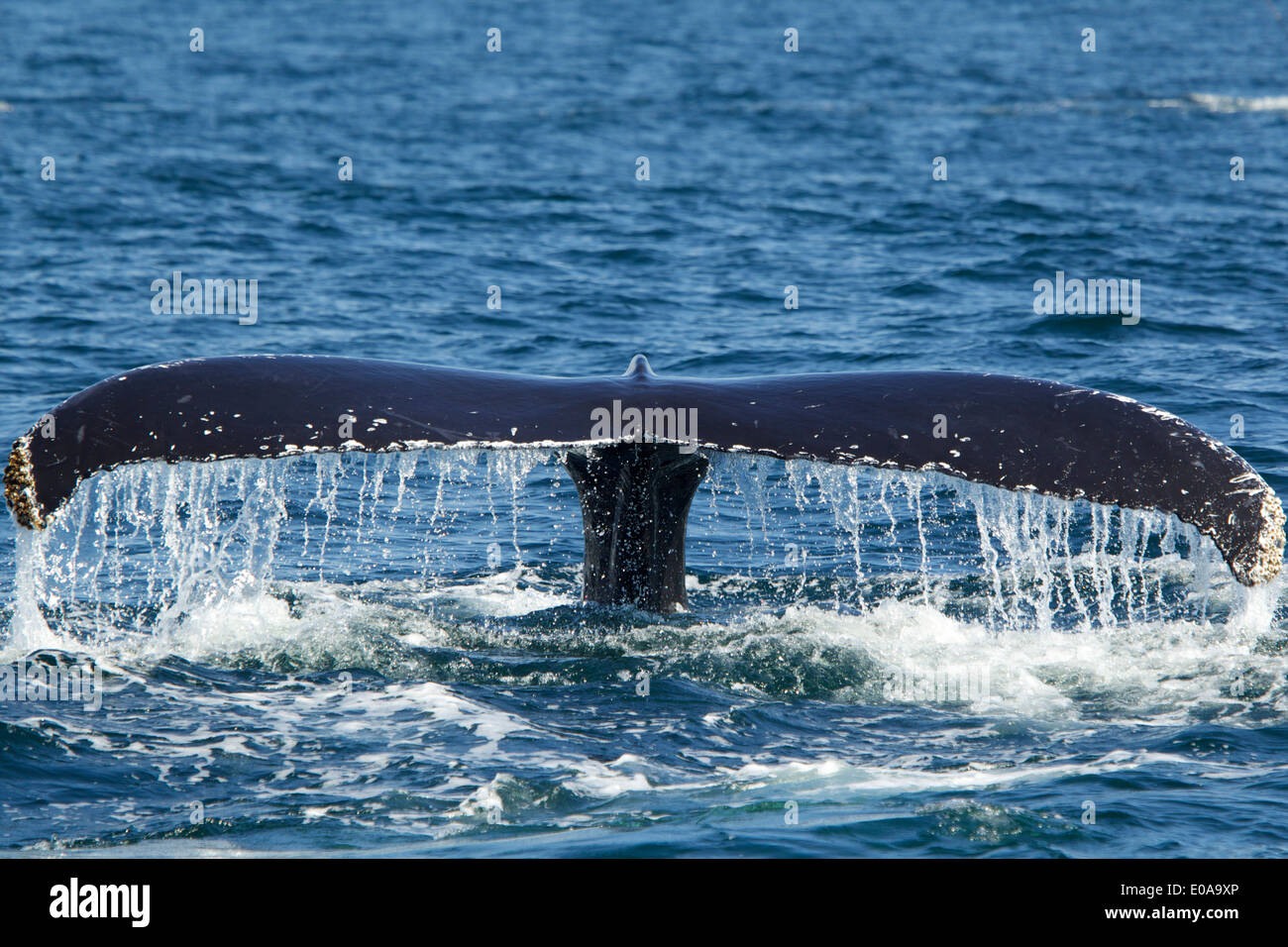 Whale Tail (Ocean Blue)