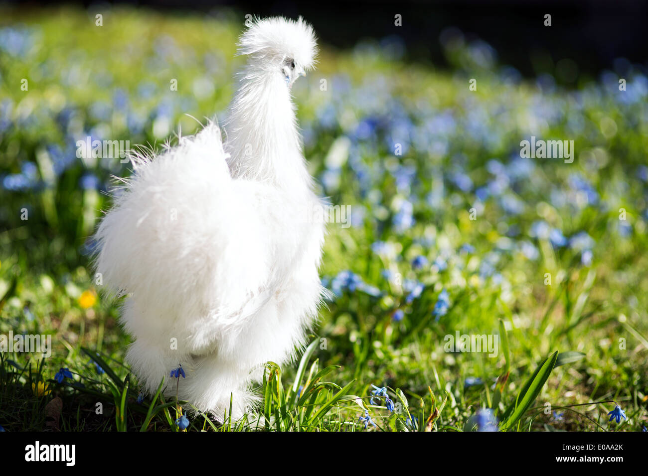 Chicken staring at the flowers Stock Photo