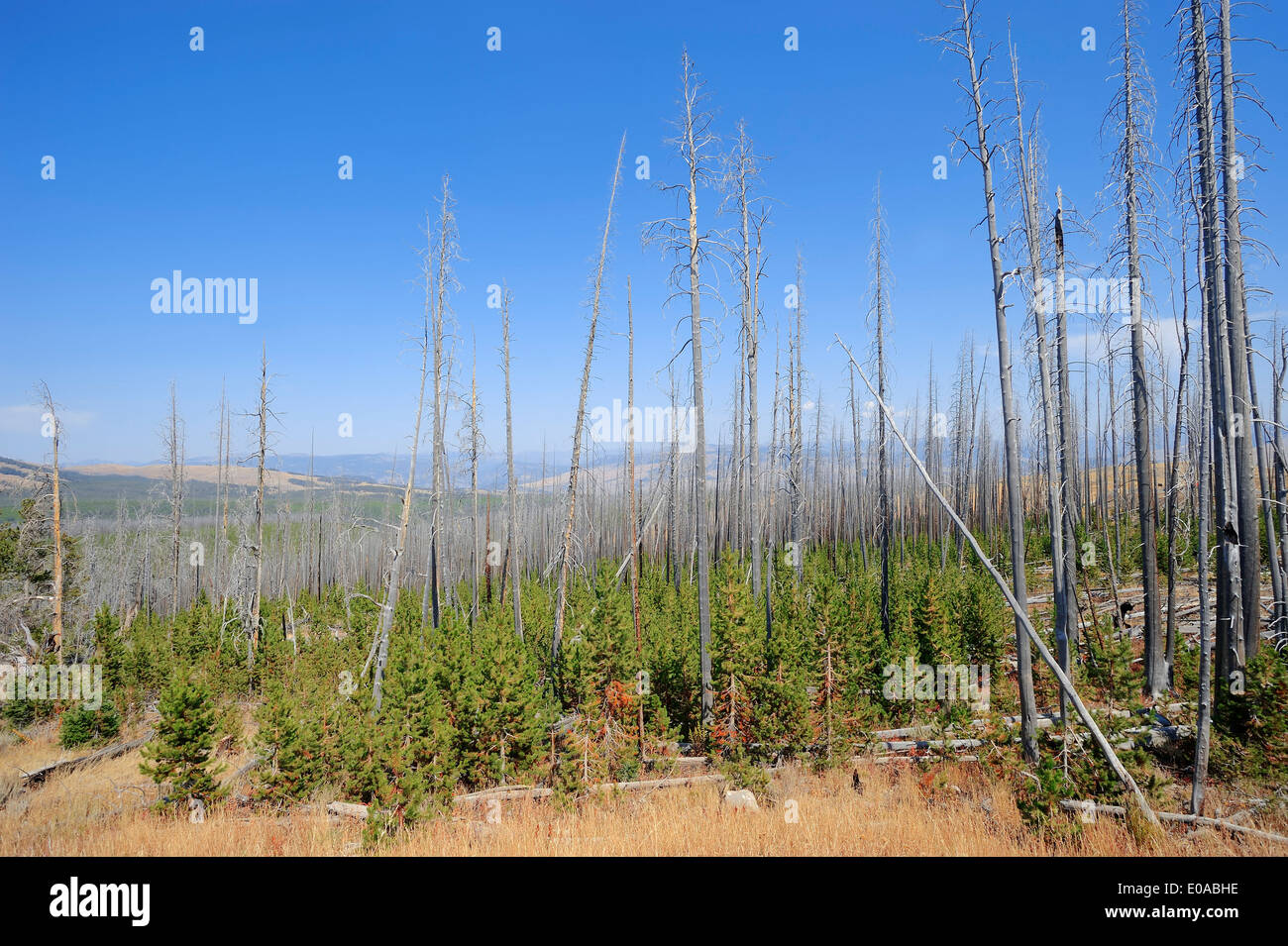 Coniferus forest with dead and renewable Coniferus trees after forest fire, Yellowstone national park, Wyoming, USA Stock Photo