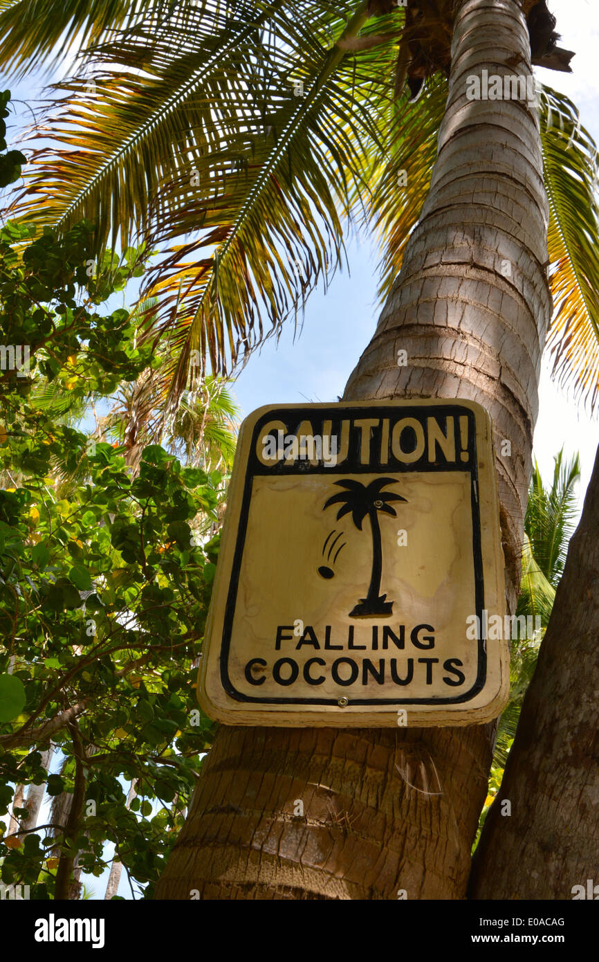 Falling coconuts hires stock photography and images Alamy