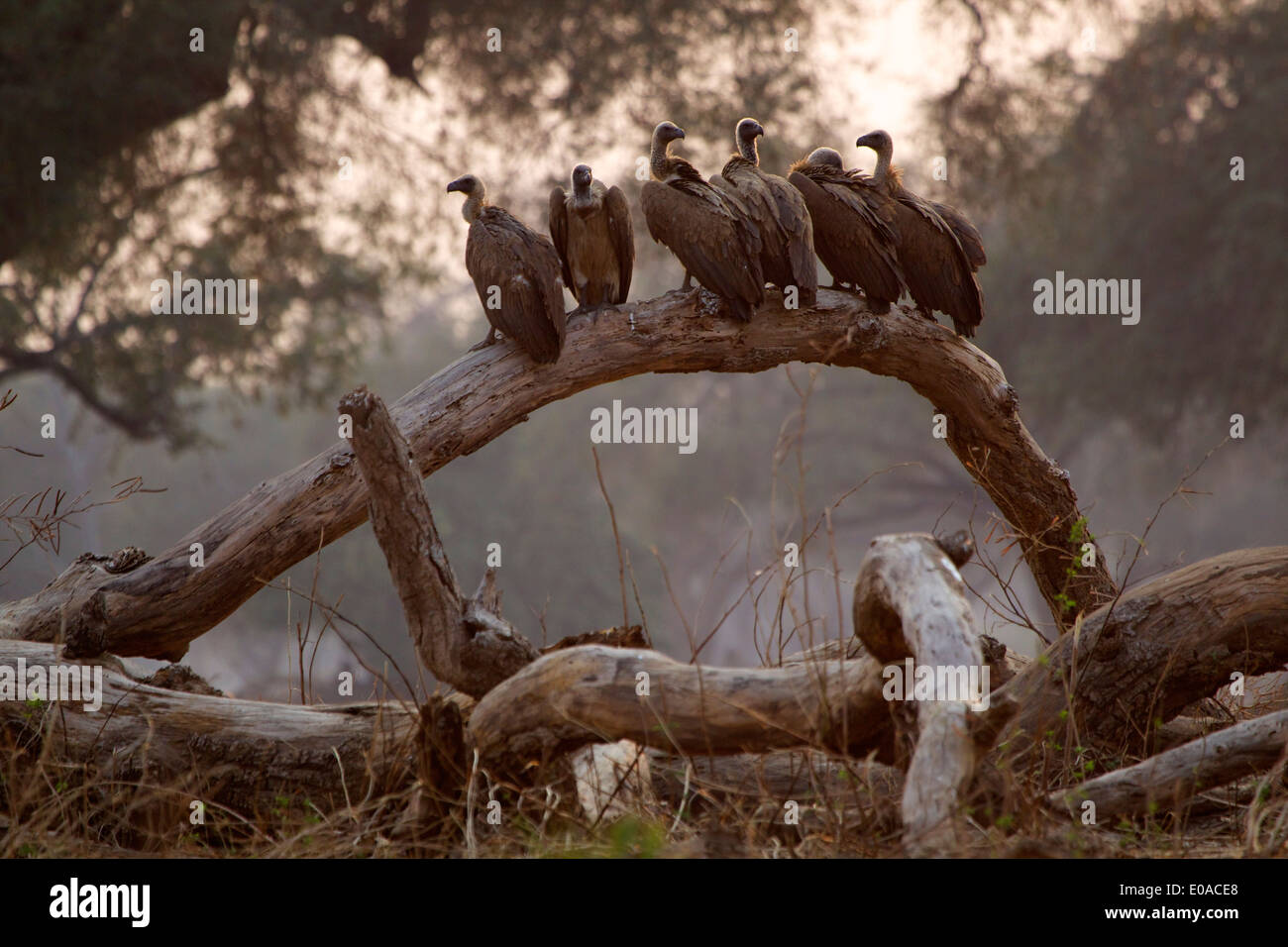 White backed vultures - Gyps africanus Stock Photo