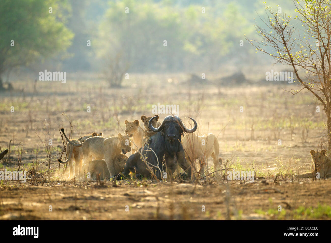 Lions - Panthera leo - attacking a buffalo - Syncerus caffer Stock Photo