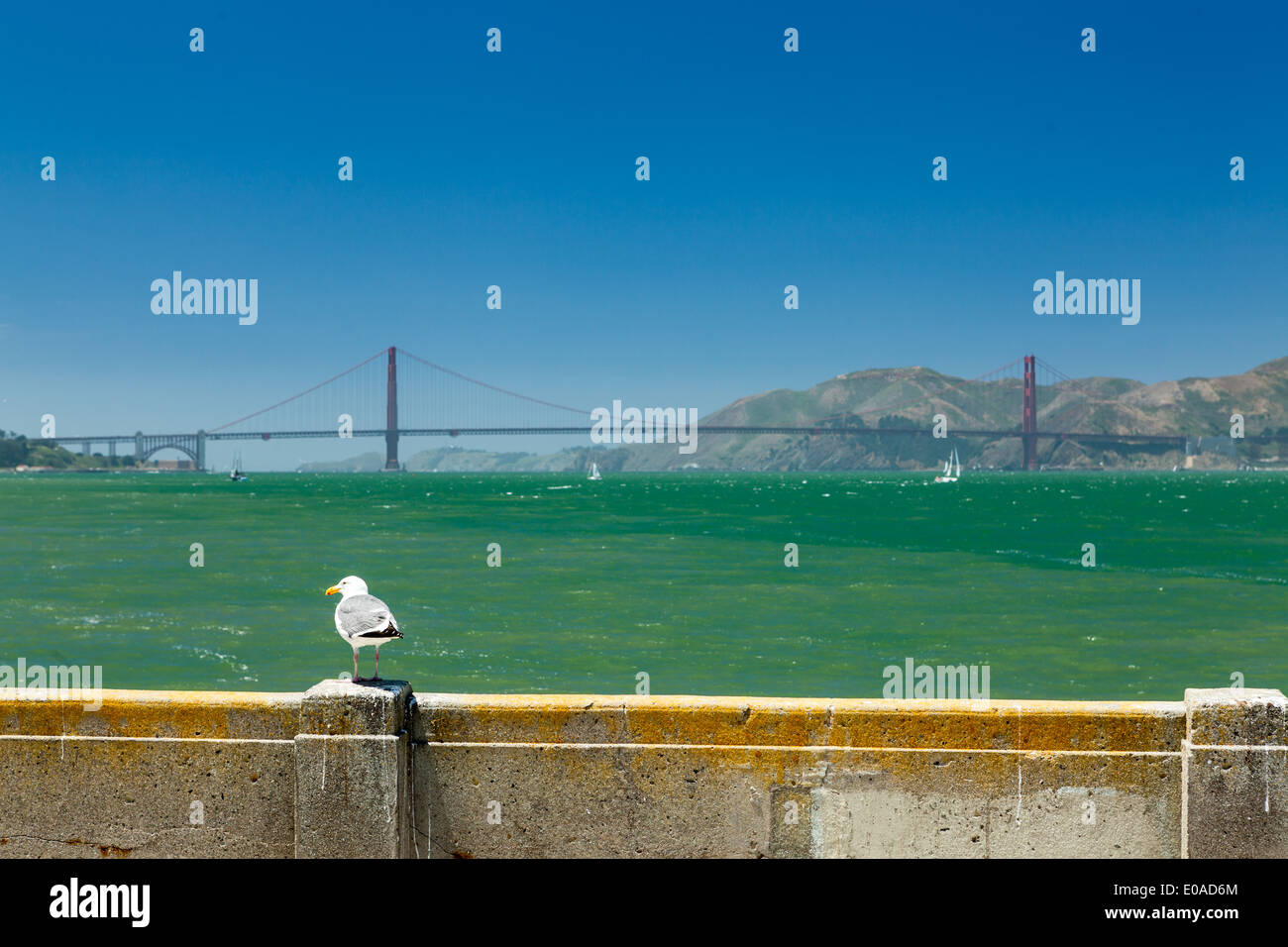 Golden Gate bridge with seagull Stock Photo