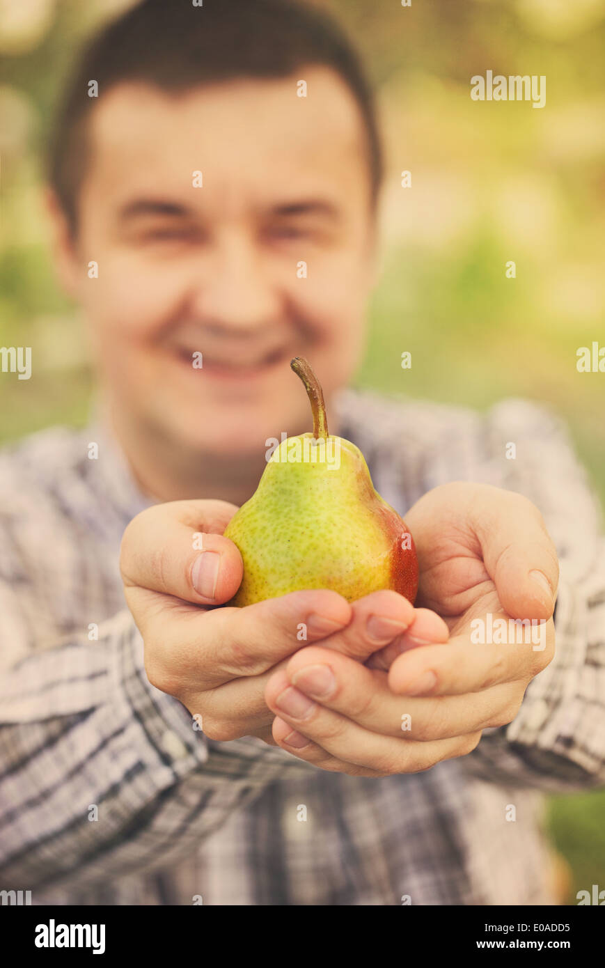 Organic fruit. Healthy food. Fresh pear in farmers hands Stock Photo