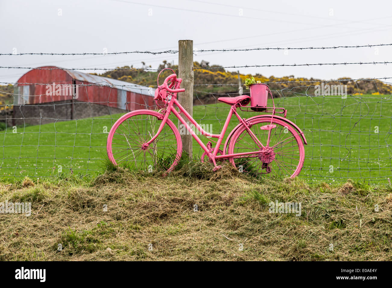 Giro d'Italia Northern Ireland Pink bike Bushmils Stock Photo