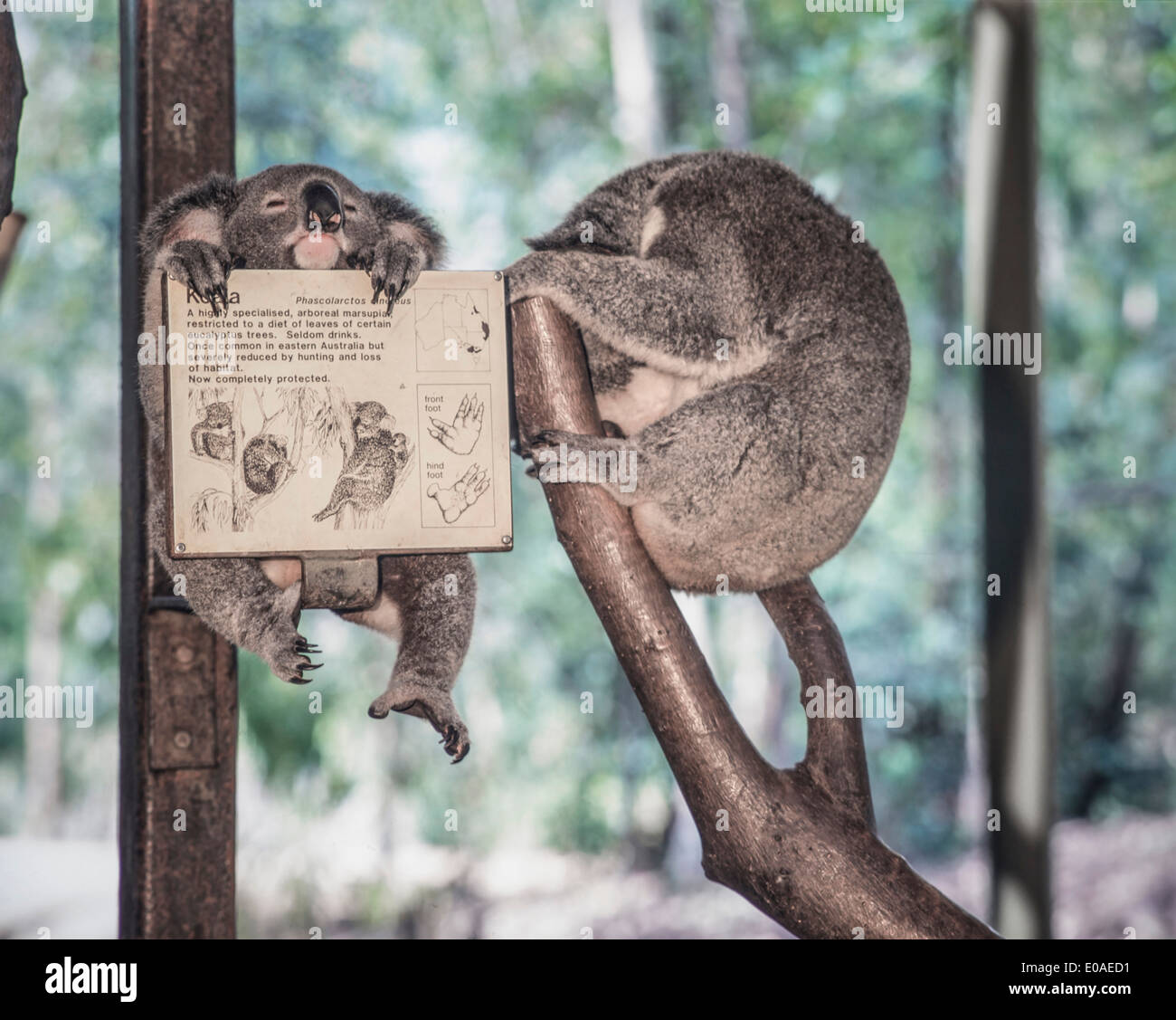 Australia and koala and baby hi-res stock photography and images - Alamy