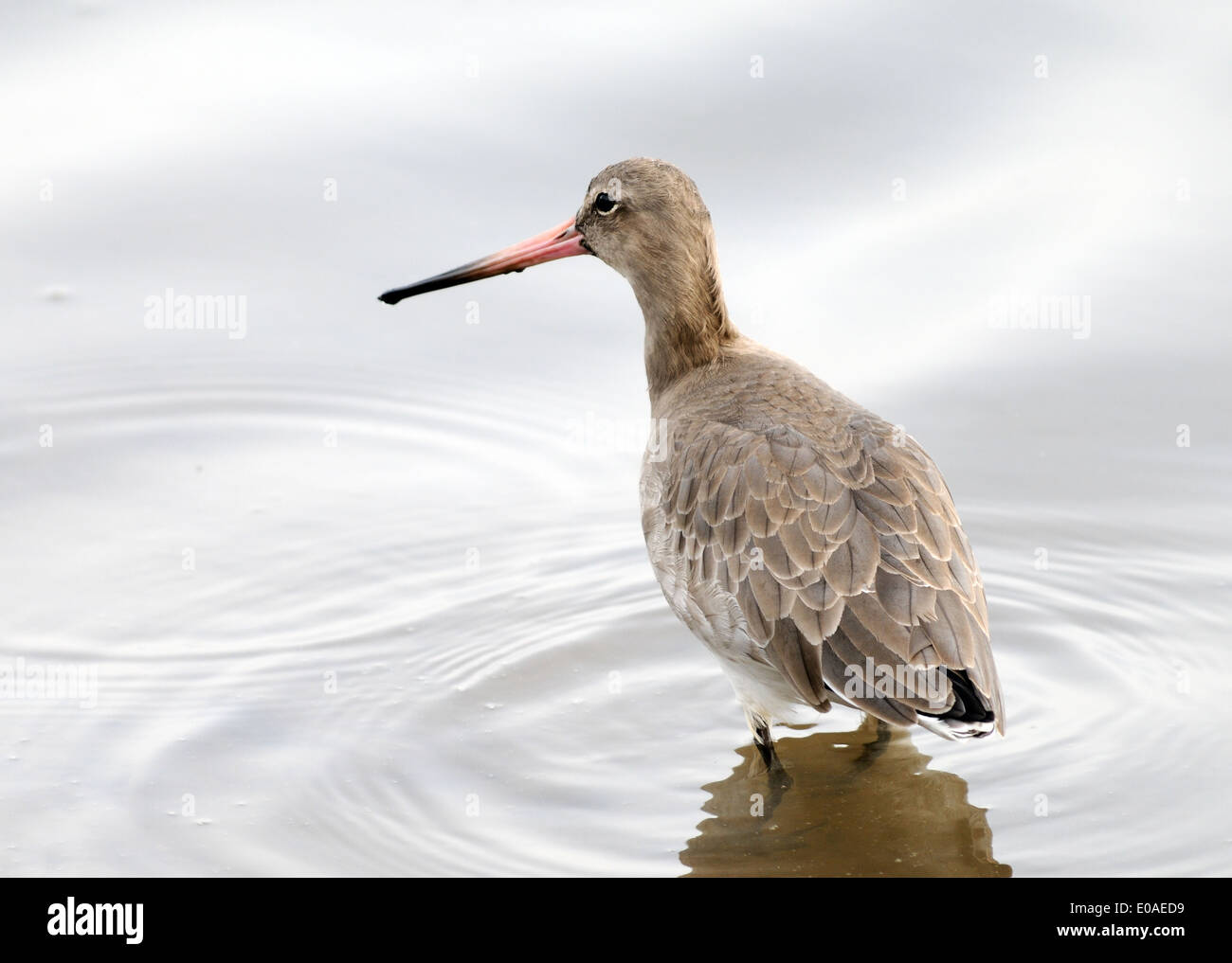 A Black-tailed Godwit (limosa limosa) in winter plumage.  Titchwell, Norfolk, UK. Stock Photo