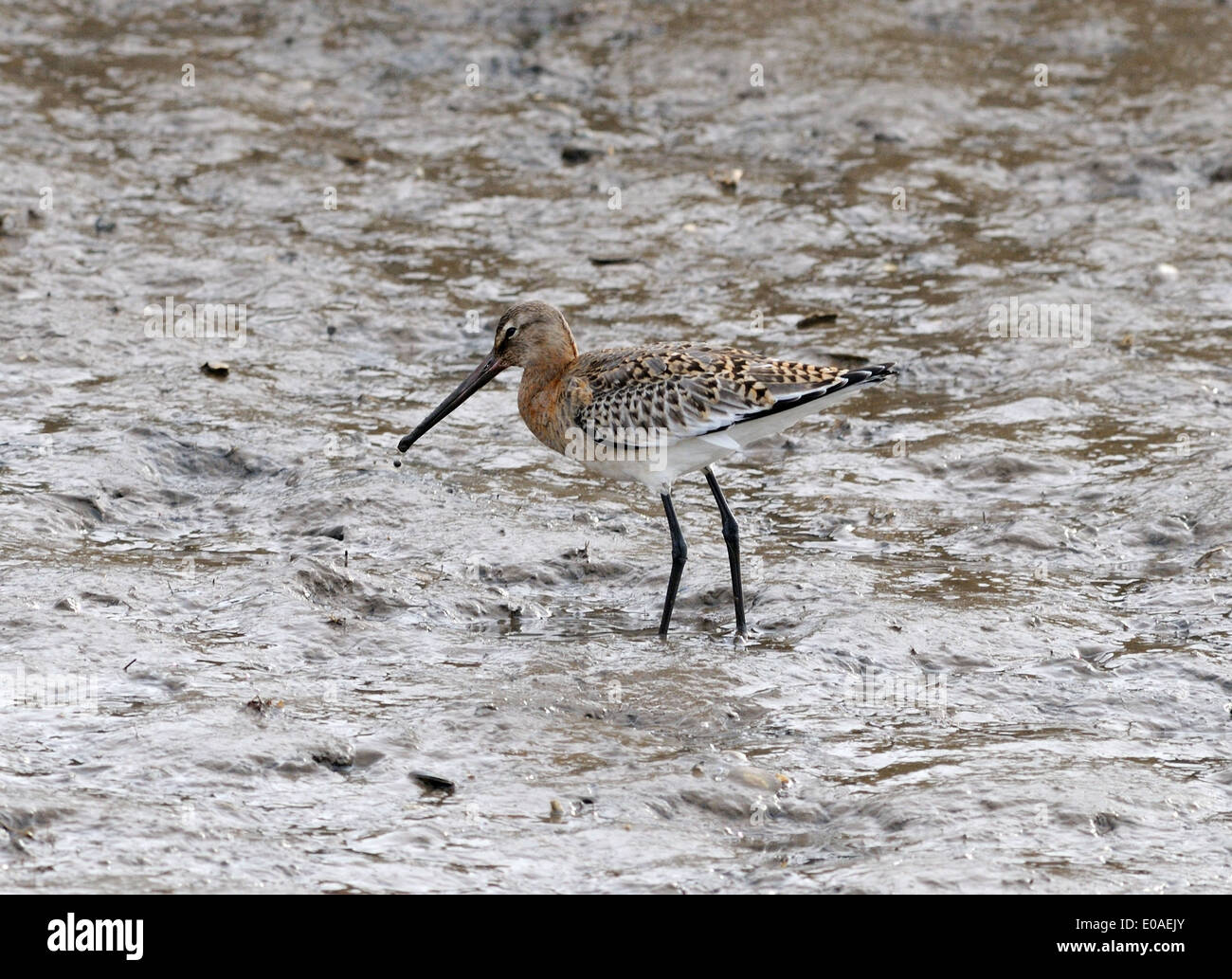 A Black-tailed Godwit (limosa limosa) with plumage between summer and winter probes for invertebrates with its long beak Stock Photo