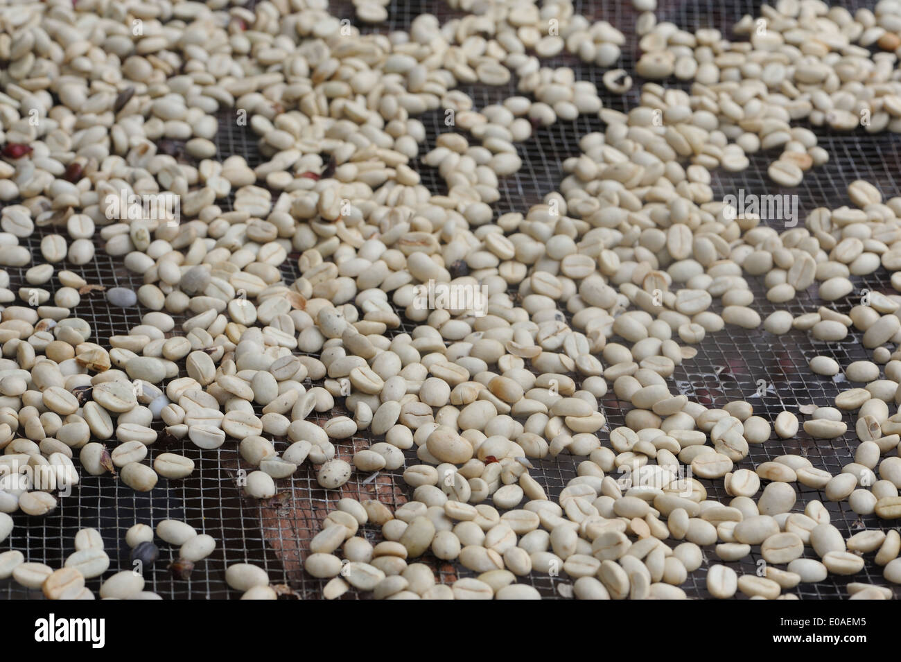 Coffee beans drying on racks in the sun. Santa Elena, Costa Rica. Stock Photo