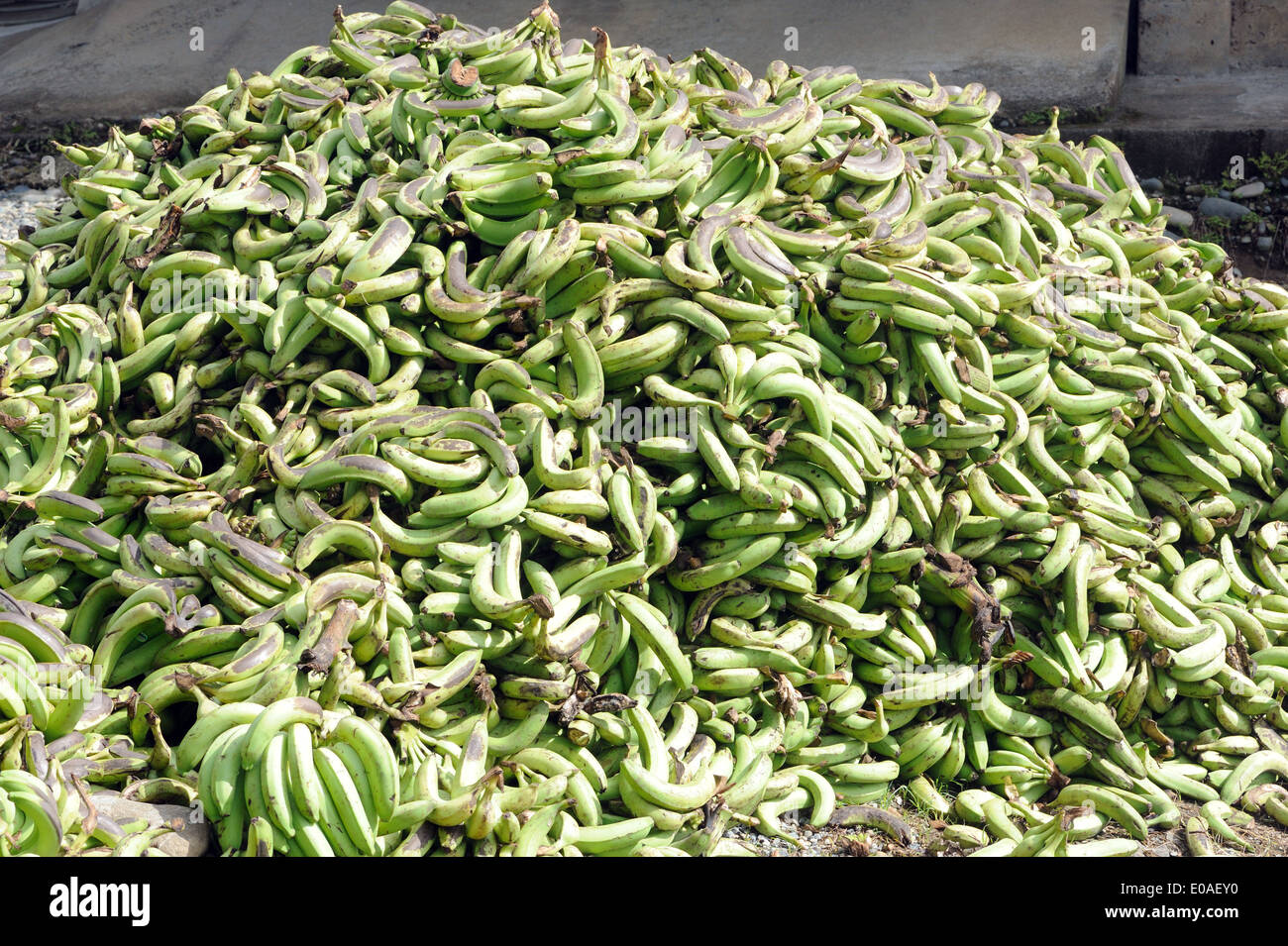 A pile of ripe bananas by a jetty on the Rio Sierpe.  Sierpe, Costa Rica Stock Photo