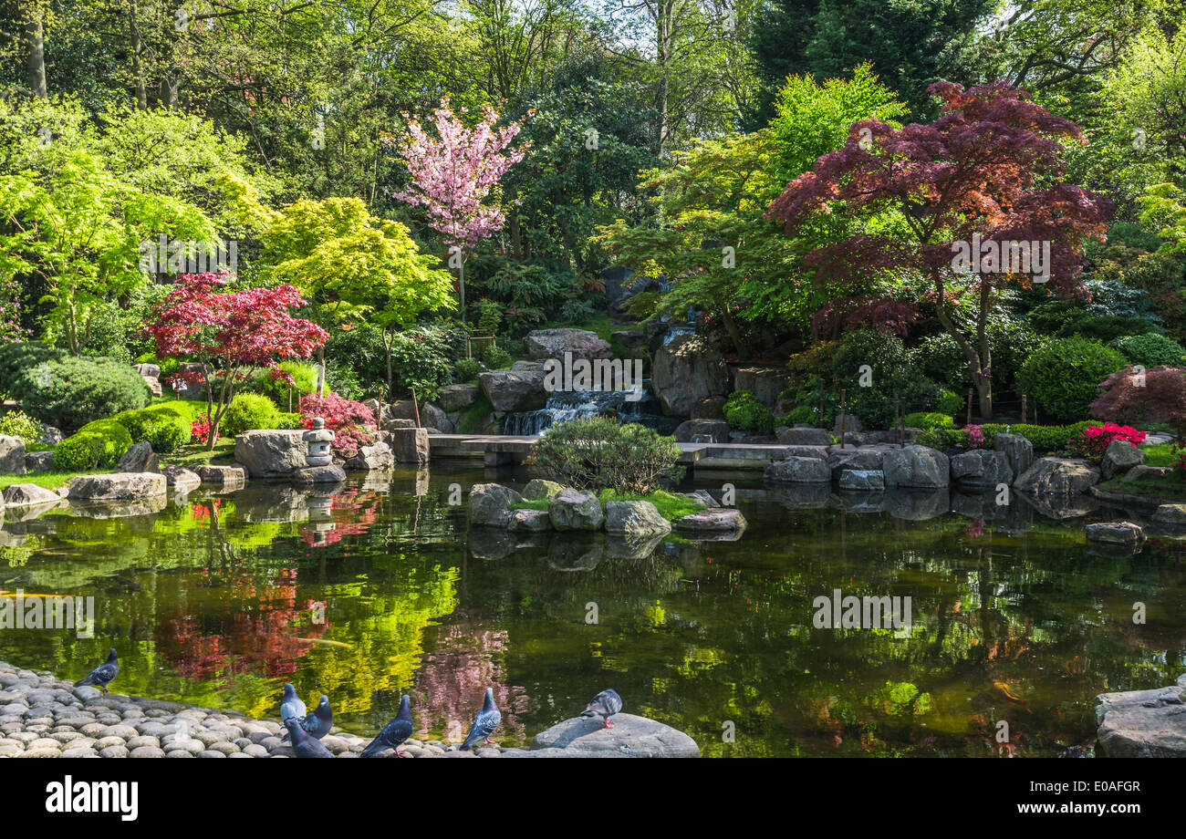 kyoto-garden-at-holland-park-high-resolution-stock-photography-and