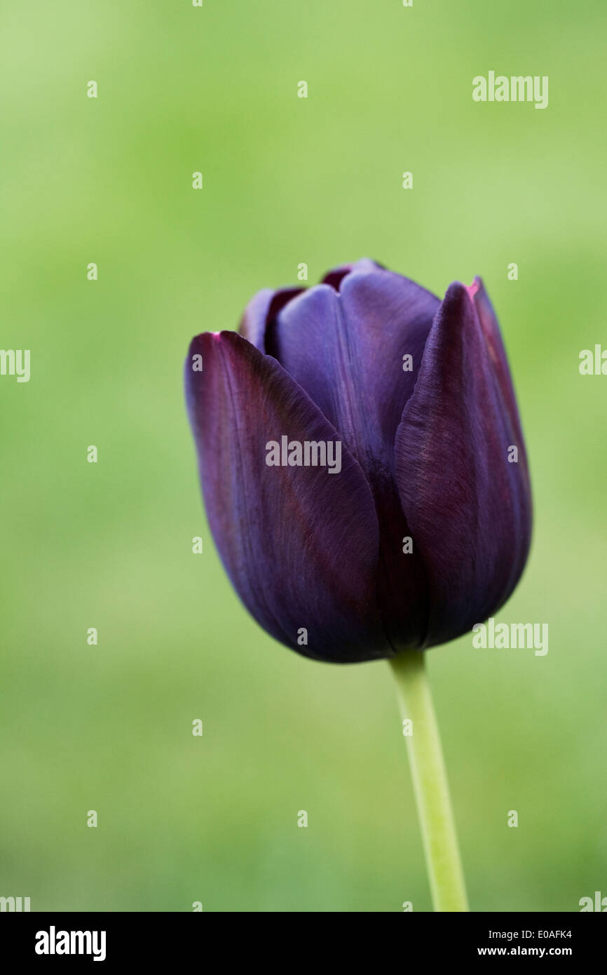 Single Tulipa 'Queen of the Night'. Stock Photo