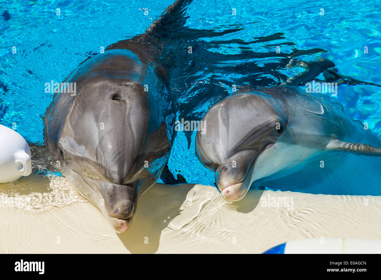 2 Bottlenose dolphins training in a pool,USA Stock Photo