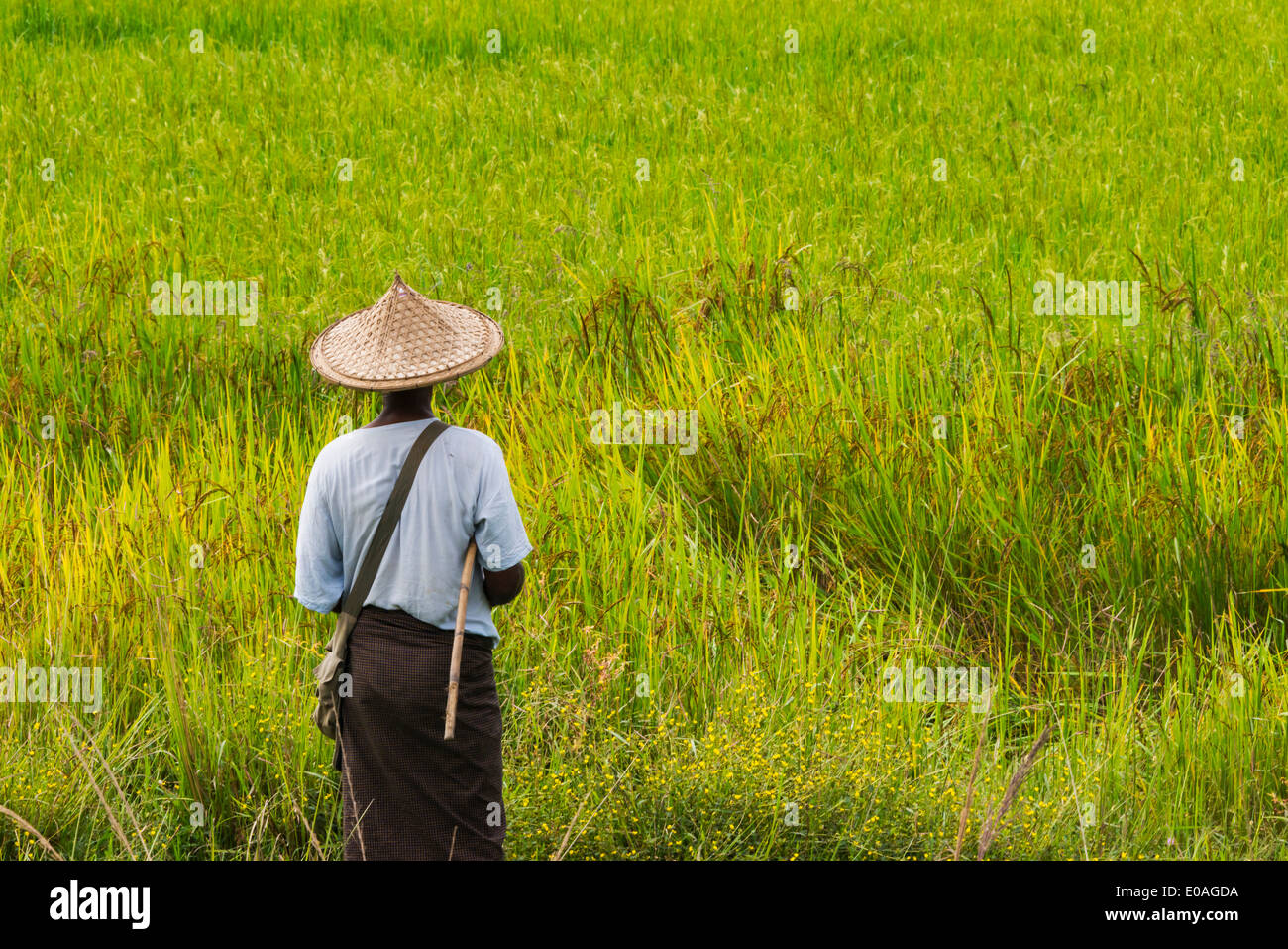 Myanmar Rice Paddy Farmer in the rice paddy, Mrauk-U, Rakhine State, Myanmar Stock Photo ...