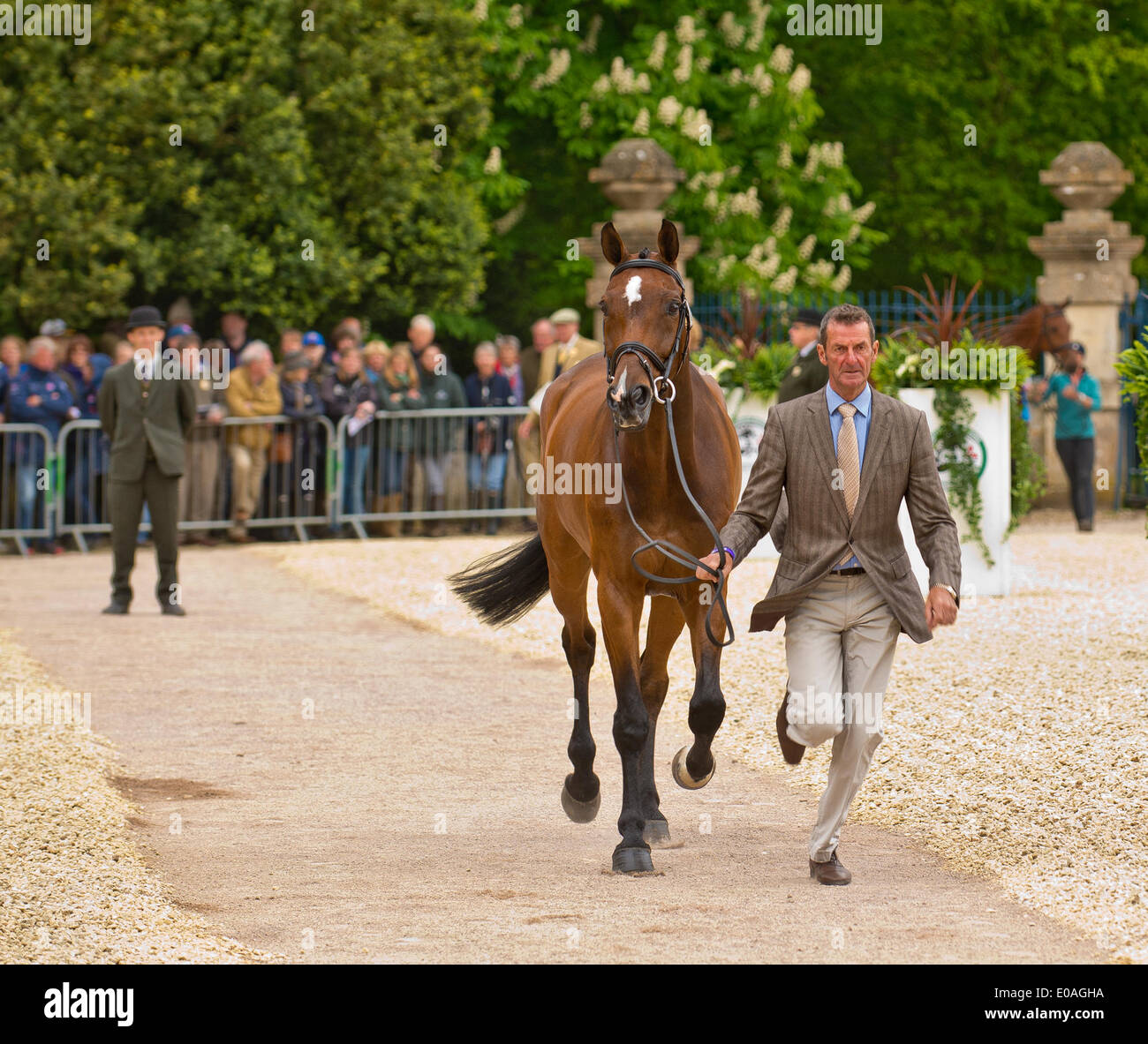 Badminton, UK. 7th May 2014. Picture :Badminton Horse Trials UK- May 07 : Horses parade for Vets inspection. Date 07/05/2014 Ref: Credit:  charlie bryan/Alamy Live News Stock Photo