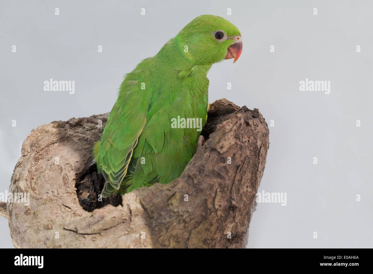 Adult female ring-necked parakeet Psittacula krameri using a tree-hole... |  Download Scientific Diagram