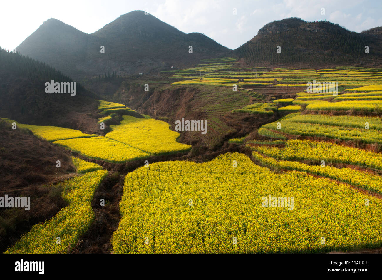 Terraced fields cascade through a valley, Luoping, Yunnan Stock Photo