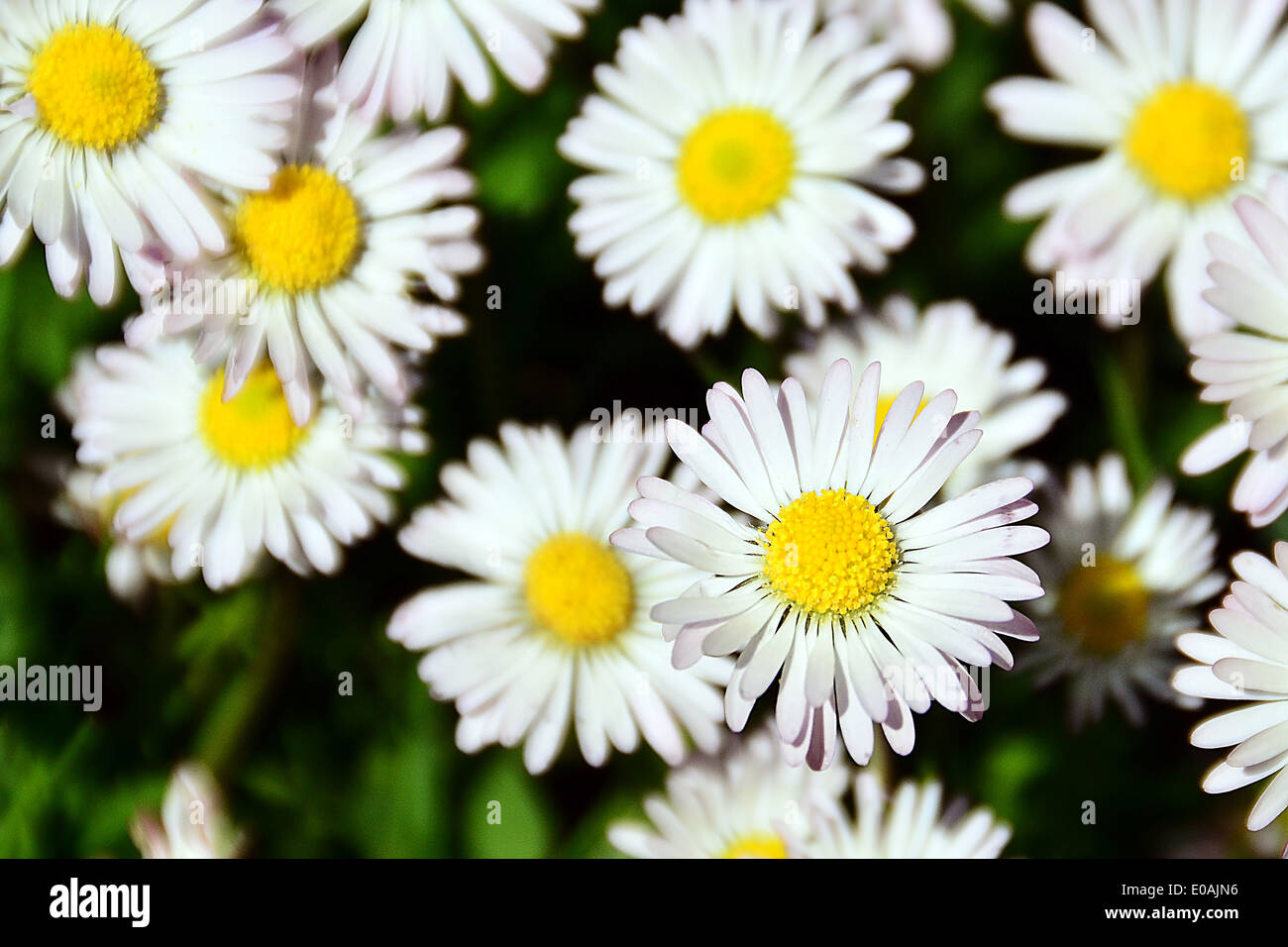Margeriten hi-res stock photography and images - Alamy