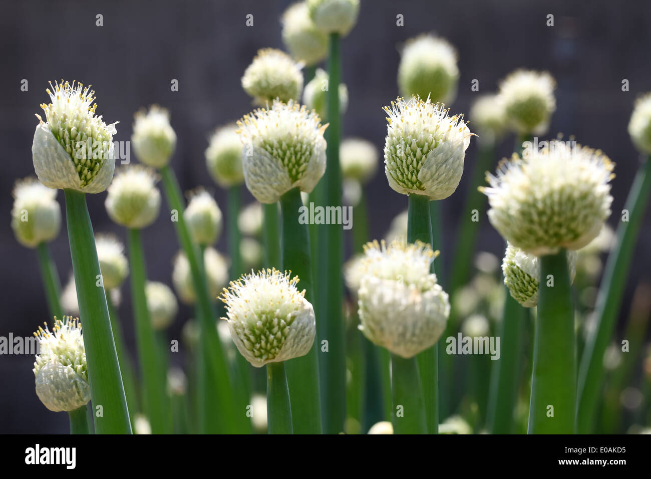 Запах пионов. Украшения для волос цветы. Head blooming. Жасминовый куст и девушка. Bloom roblox.