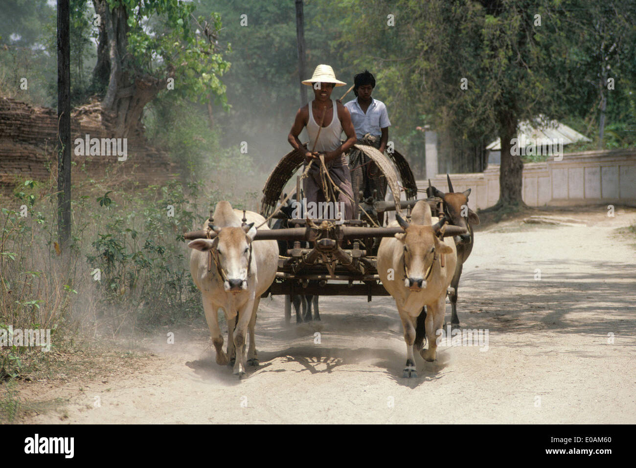 Two burmese men on bullock cart in mandalay hires stock photography