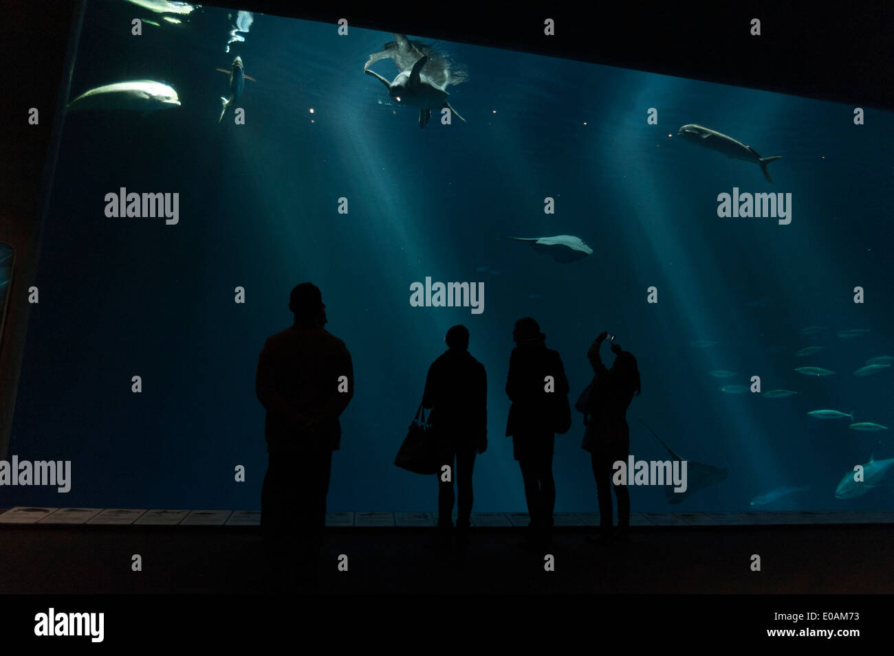 Monterey Bay aquarium, California, USA Stock Photo Alamy