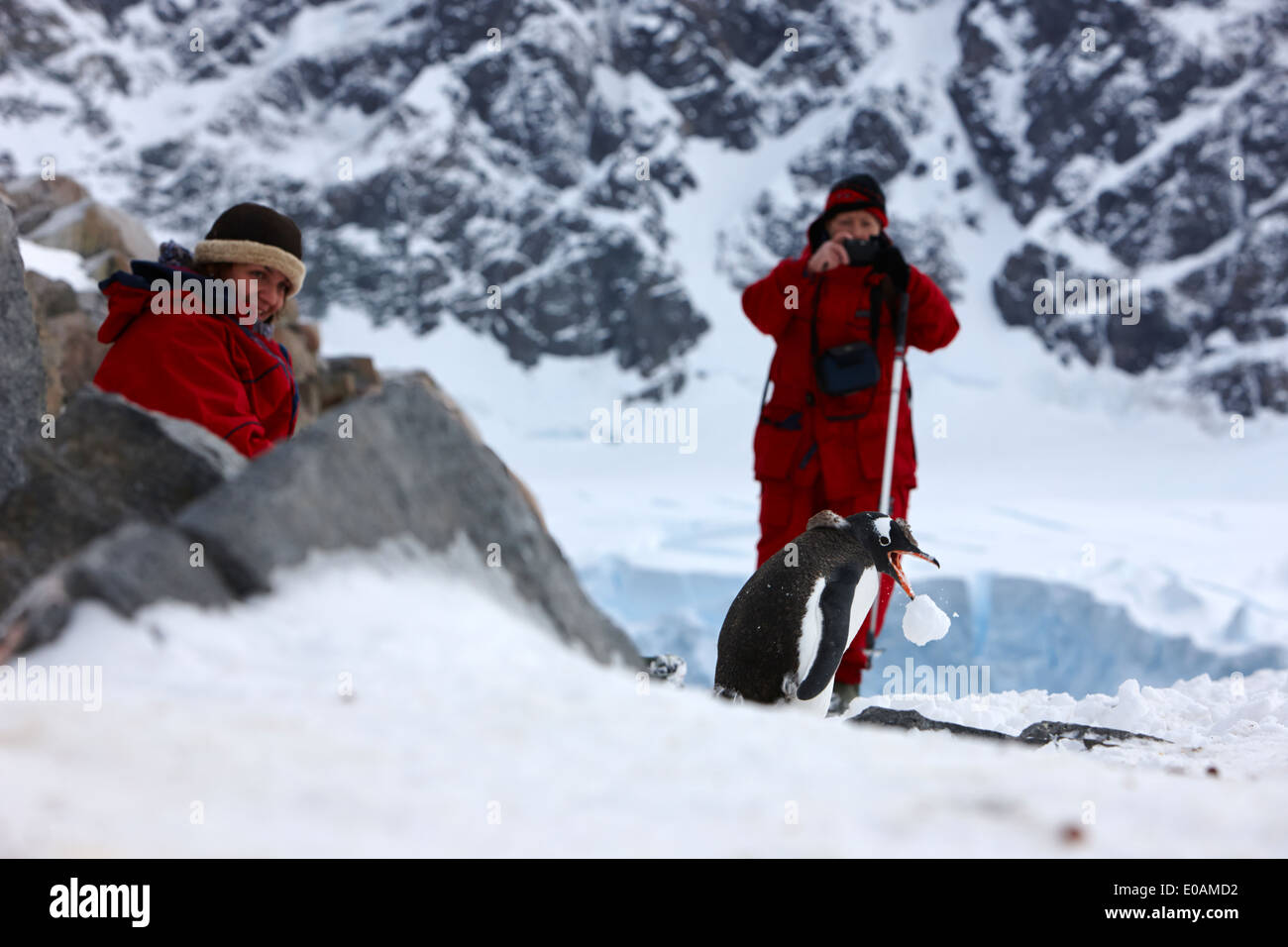 female tourists with camera watching gentoo penguin pick up snowball at neko harbour antarctica Stock Photo