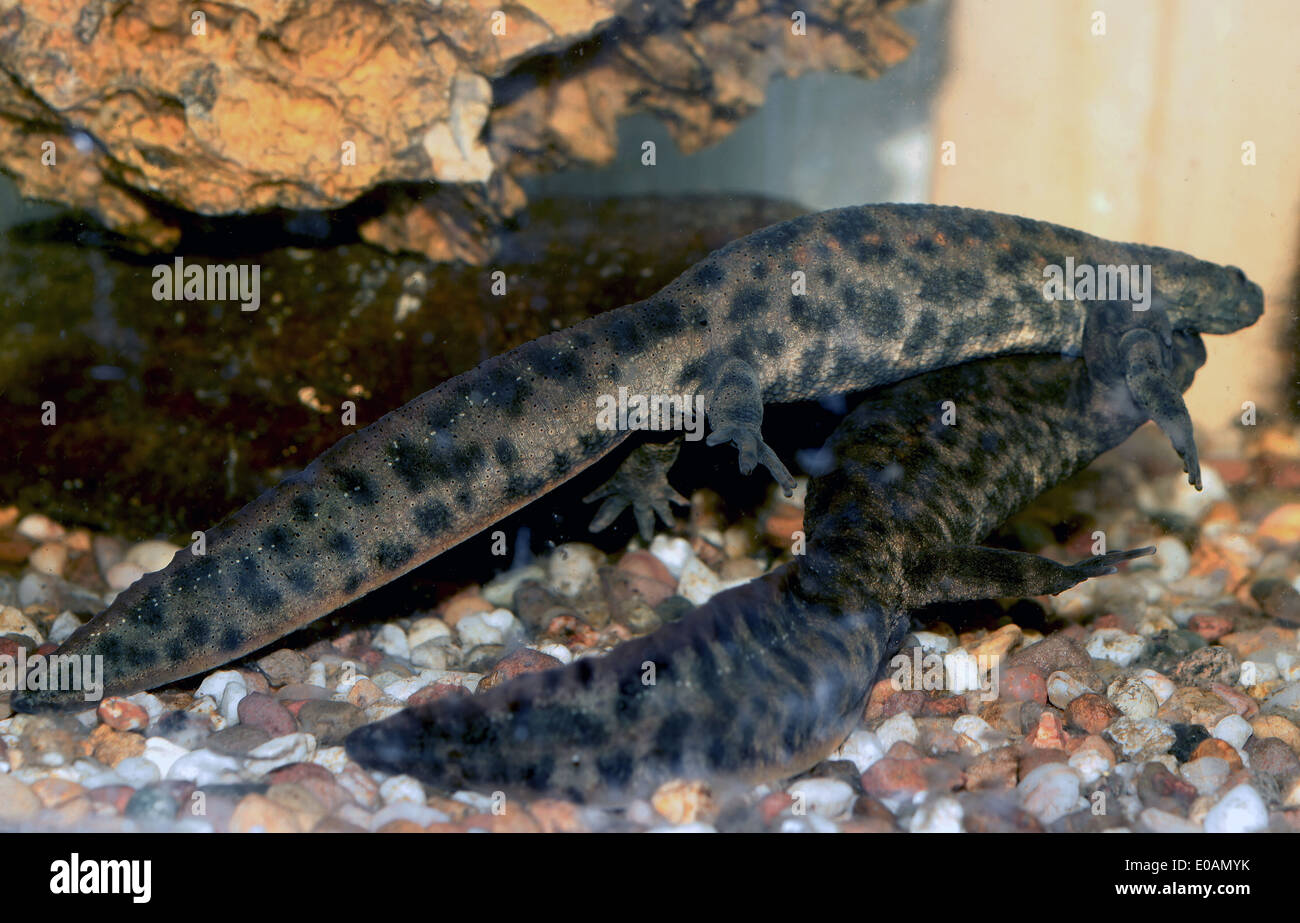 тритоны пол. икра тритона обыкновенного. иглистый тритон самец. самка испанского тритона. тритон испанский аквариумный.