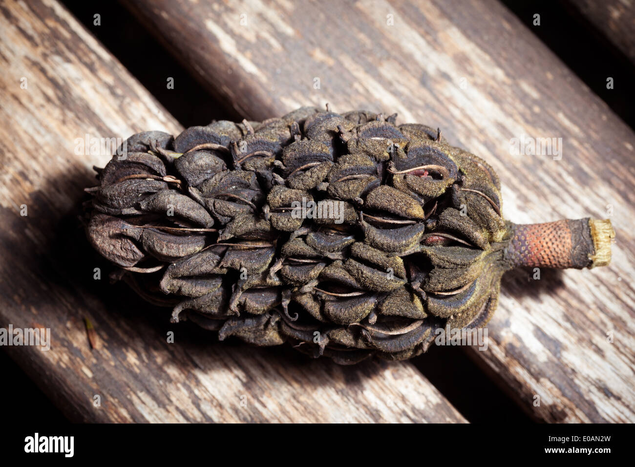 a magnolia pinecone on a wooden surface in the garden Stock Photo