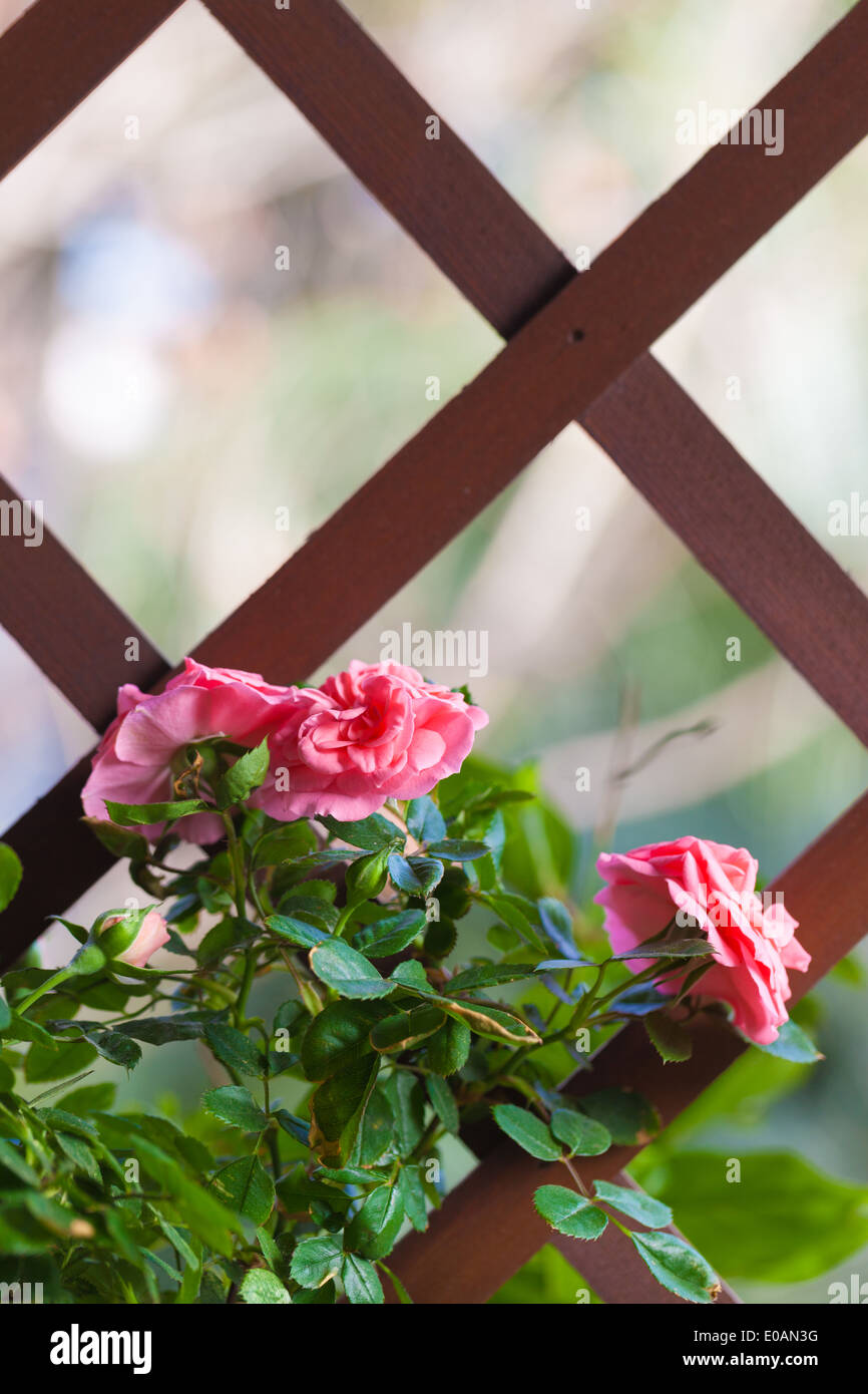 Roses hanging hi-res stock photography and images - Alamy