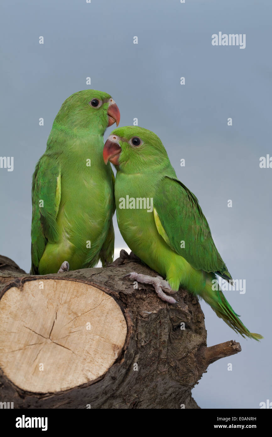 Life Span of the Ringneck Parakeet | Pets on Mom.com