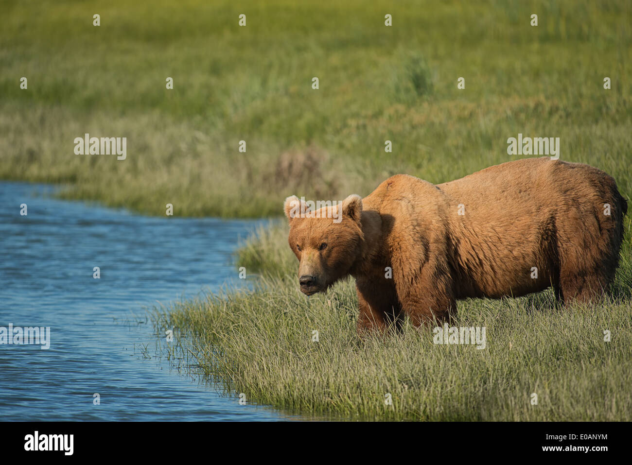 Male Alaska Brown bear preparing to cross a tidal slough, Lake Clark National Park, Alaska Stock Photo